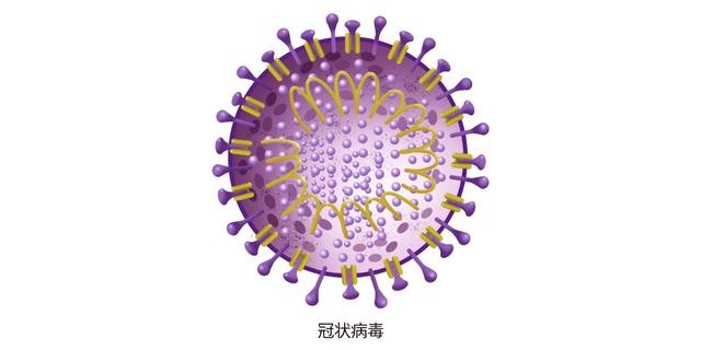 新型冠状病毒是由SARS冠状病毒进化而来的吗？